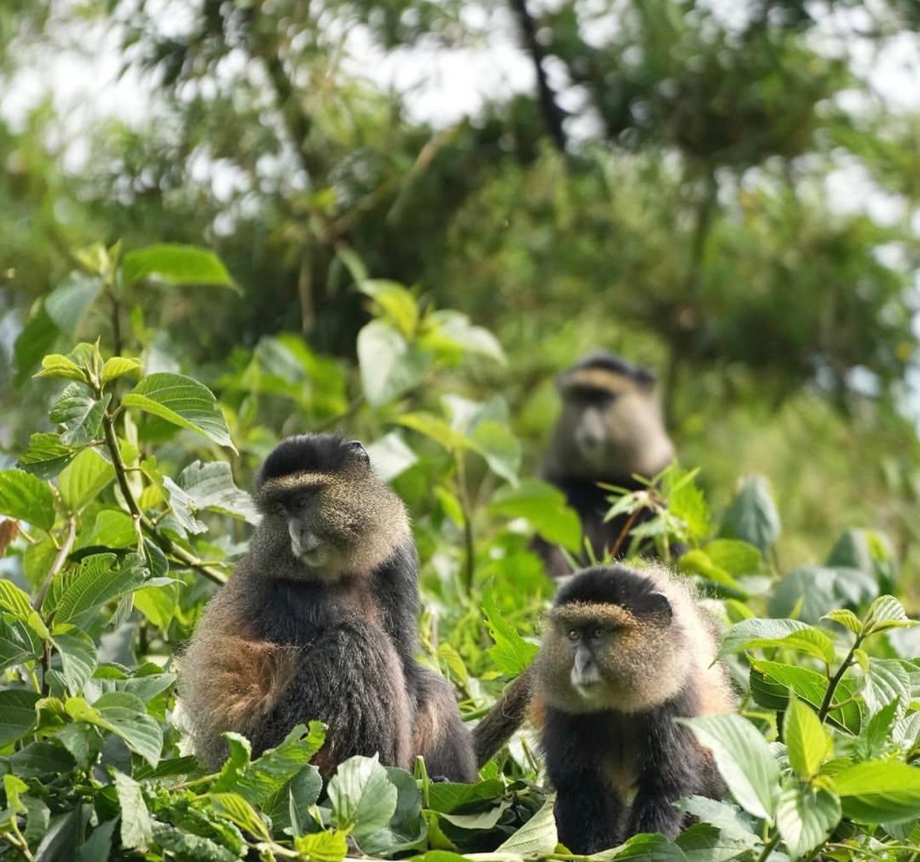 Golden Monkey Trekking Experience